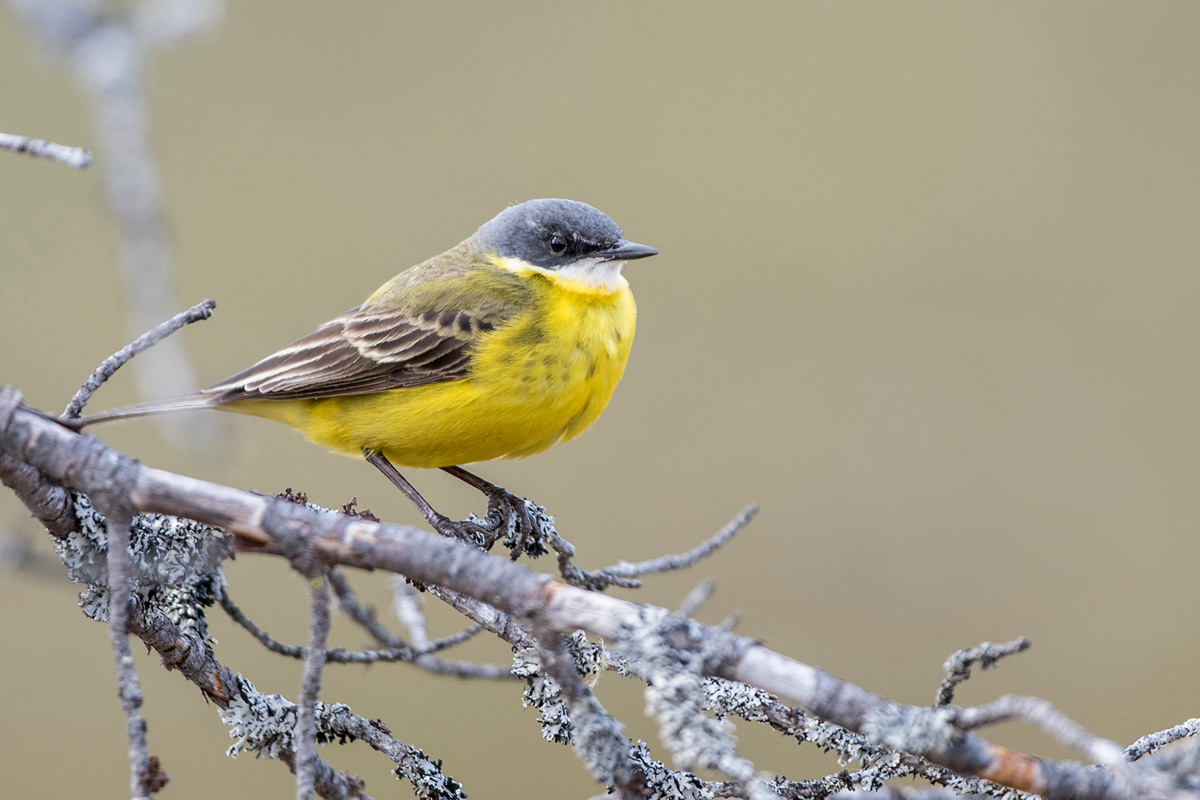 Western Yellow Wagtail
