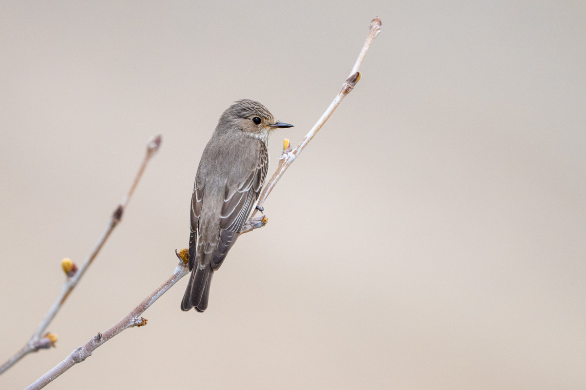 Spotted Flycatcher