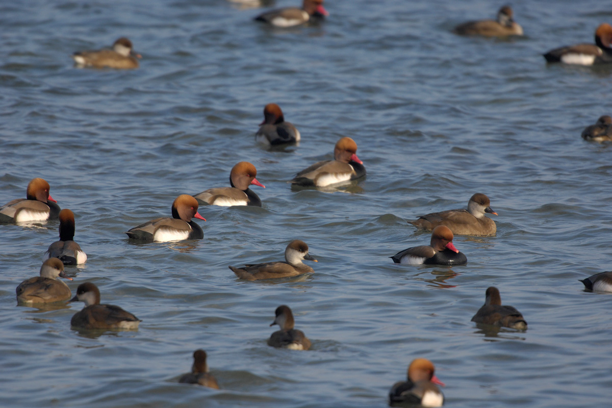 Red-crested Pochard