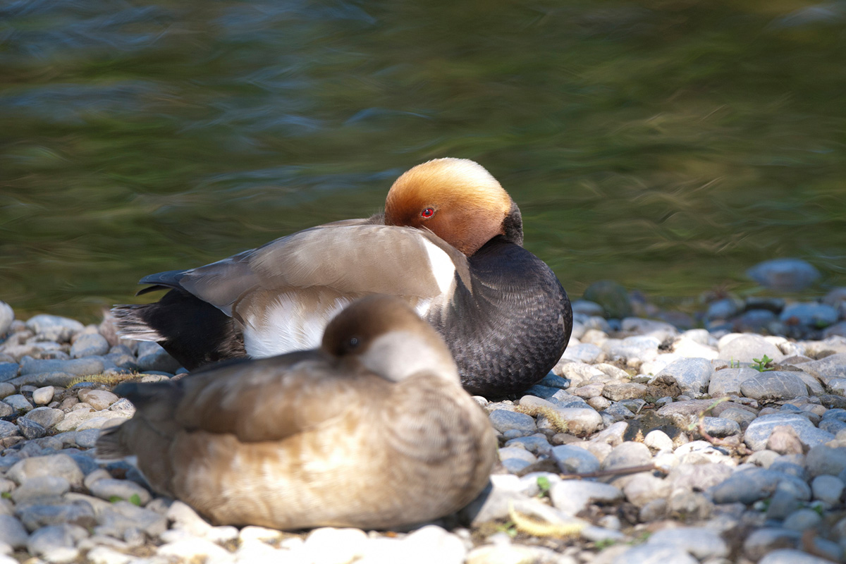 Red-crested Pochard