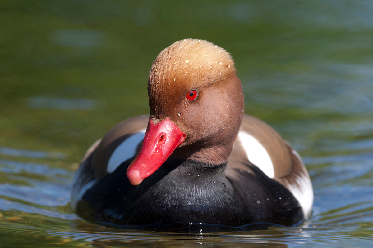 Red-crested Pochard