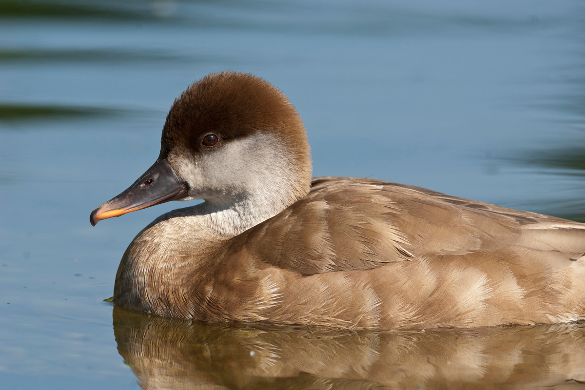 Red-crested Pochard