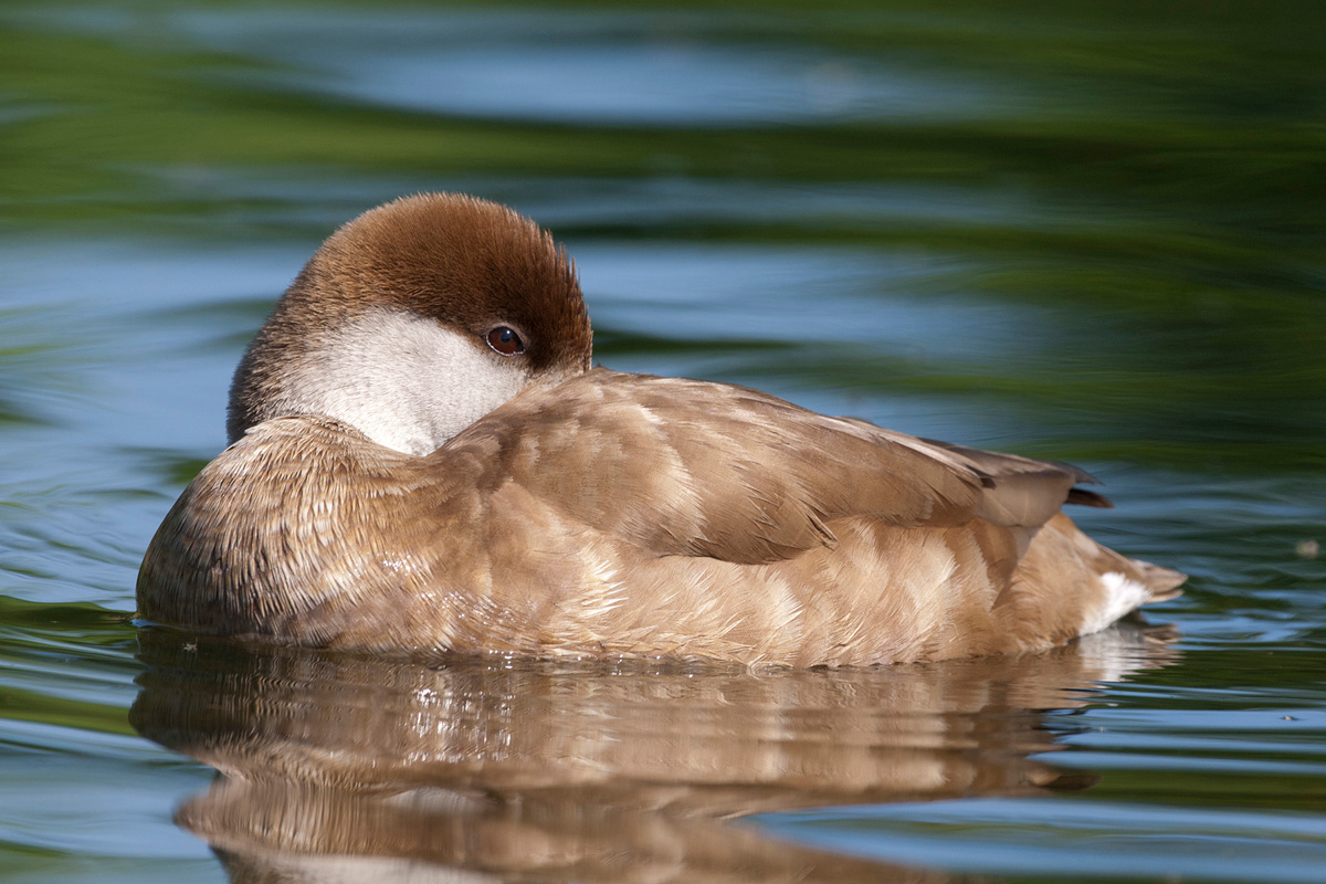 Red-crested Pochard