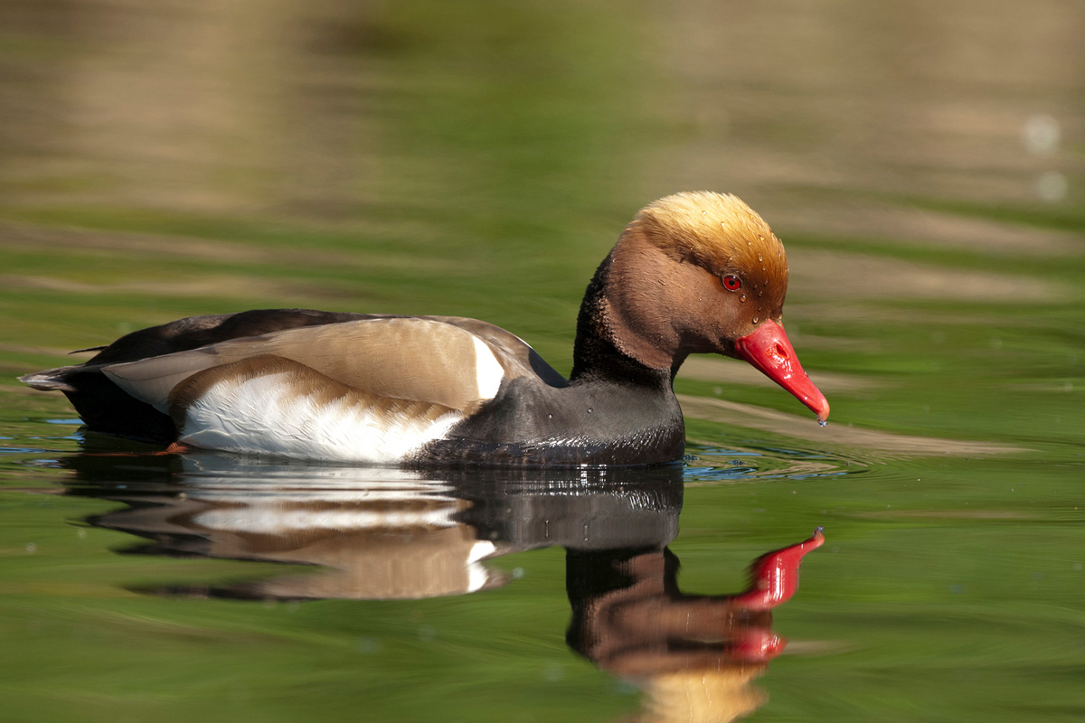 Red-crested Pochard