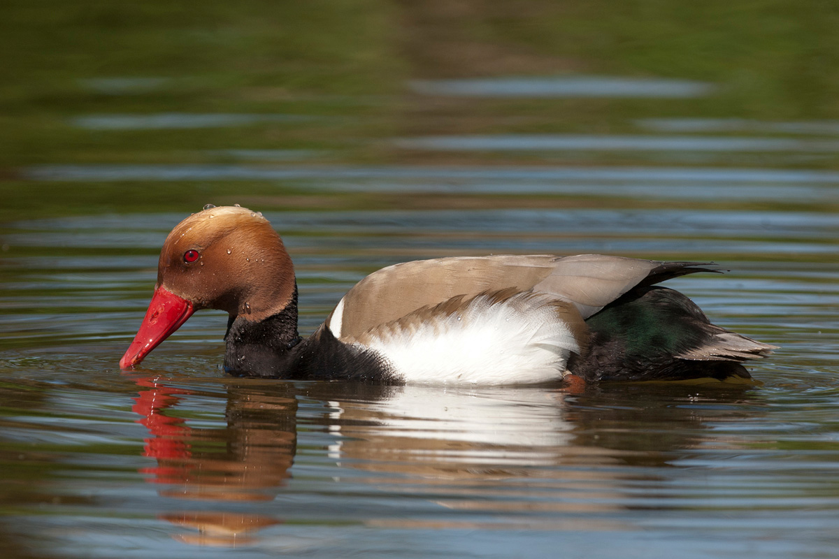 Red-crested Pochard