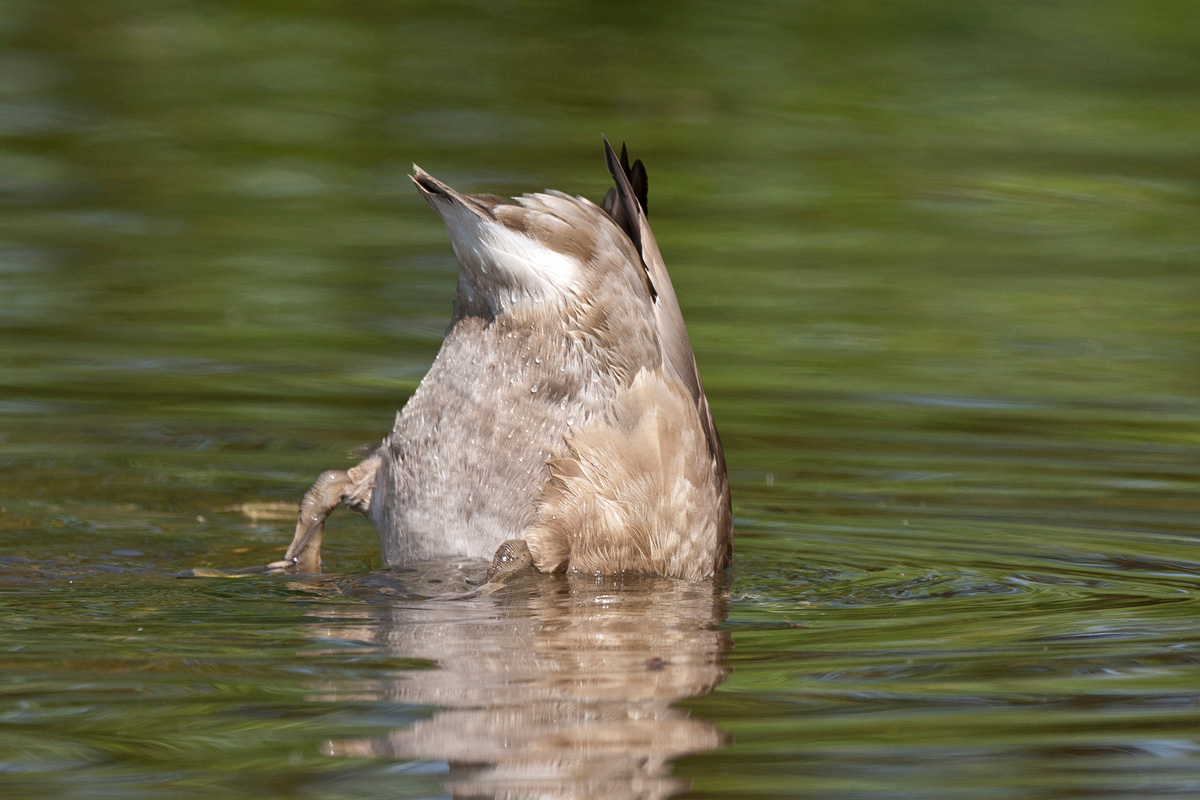 Red-crested Pochard