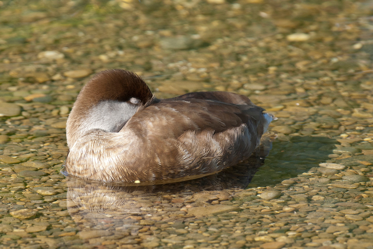 Red-crested Pochard