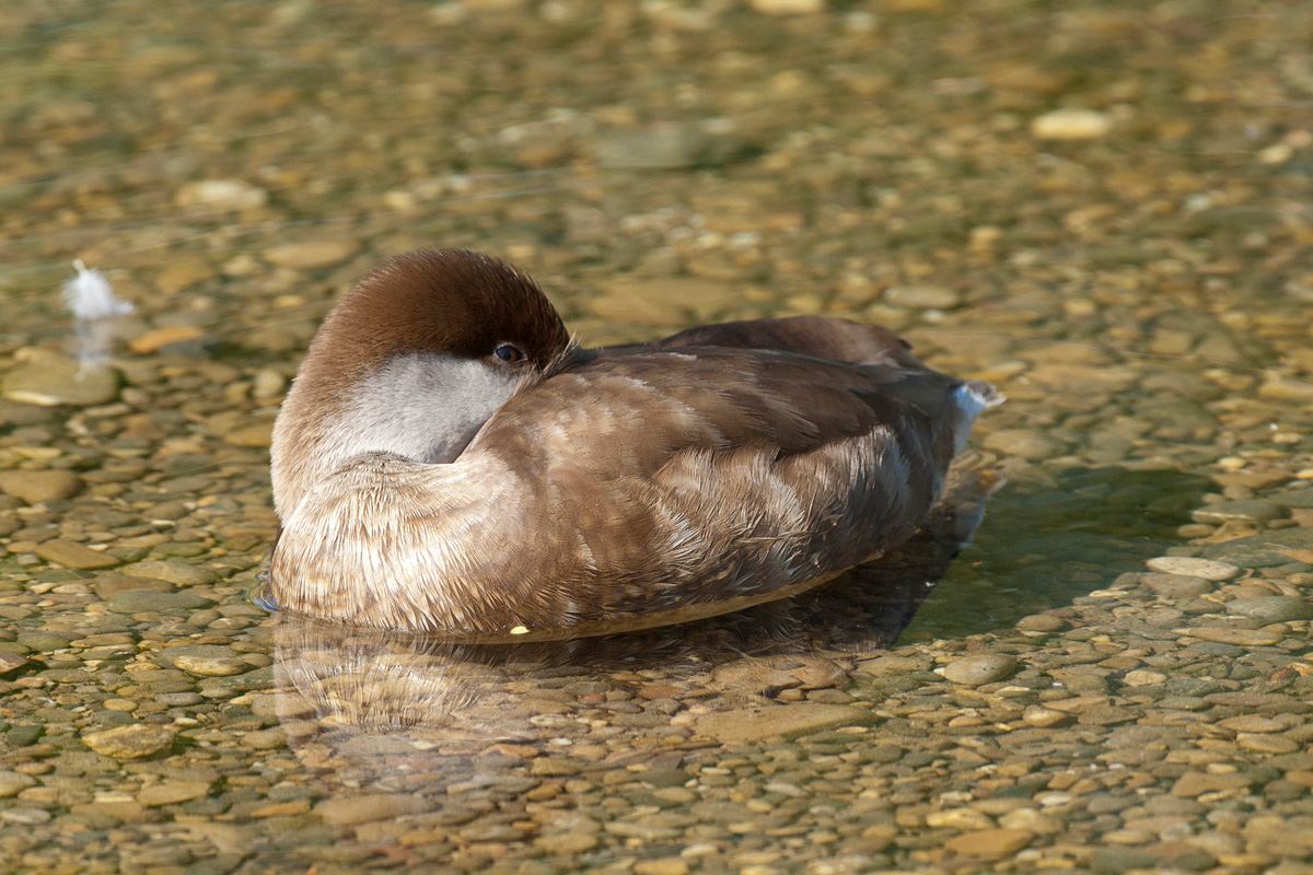 Red-crested Pochard