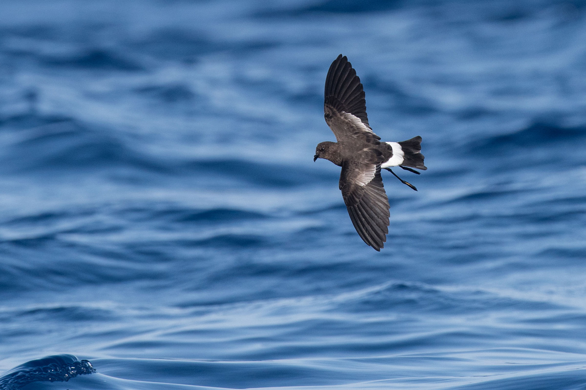 Wilson's Storm Petrel