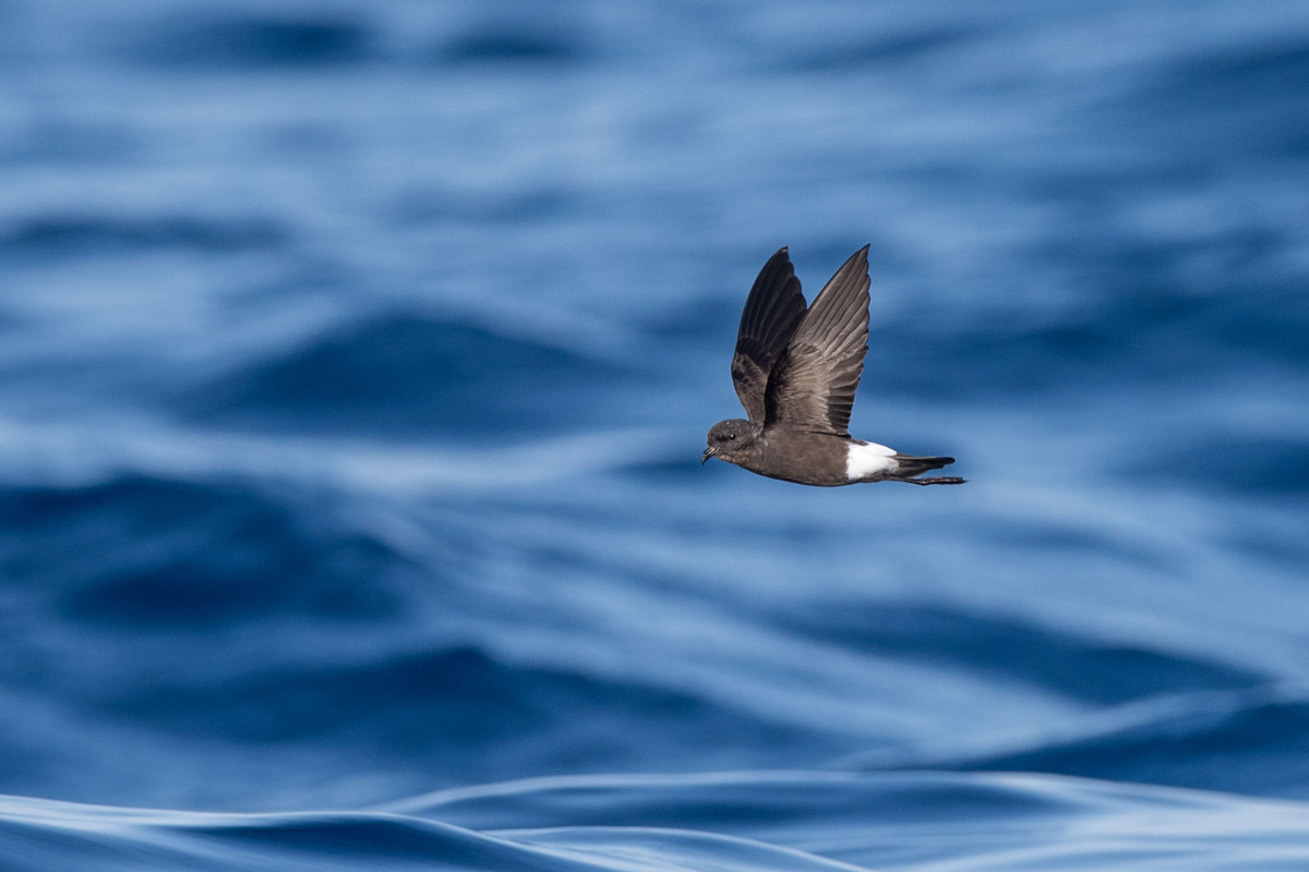 Wilson's Storm Petrel