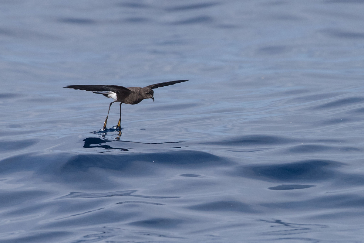 Wilson's Storm Petrel