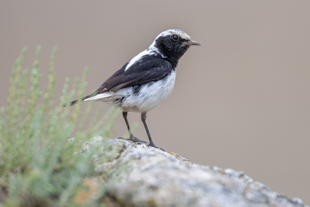 Finsch's Wheatear