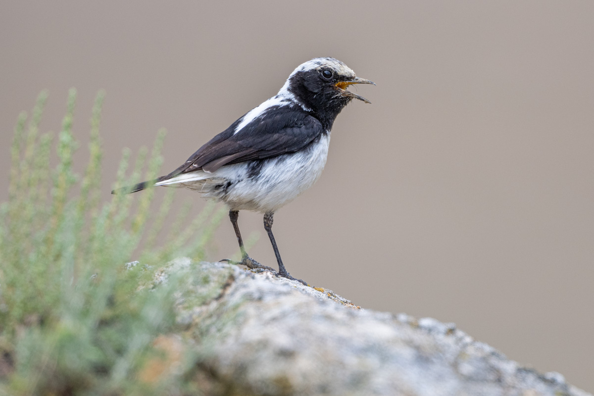 Finsch's Wheatear