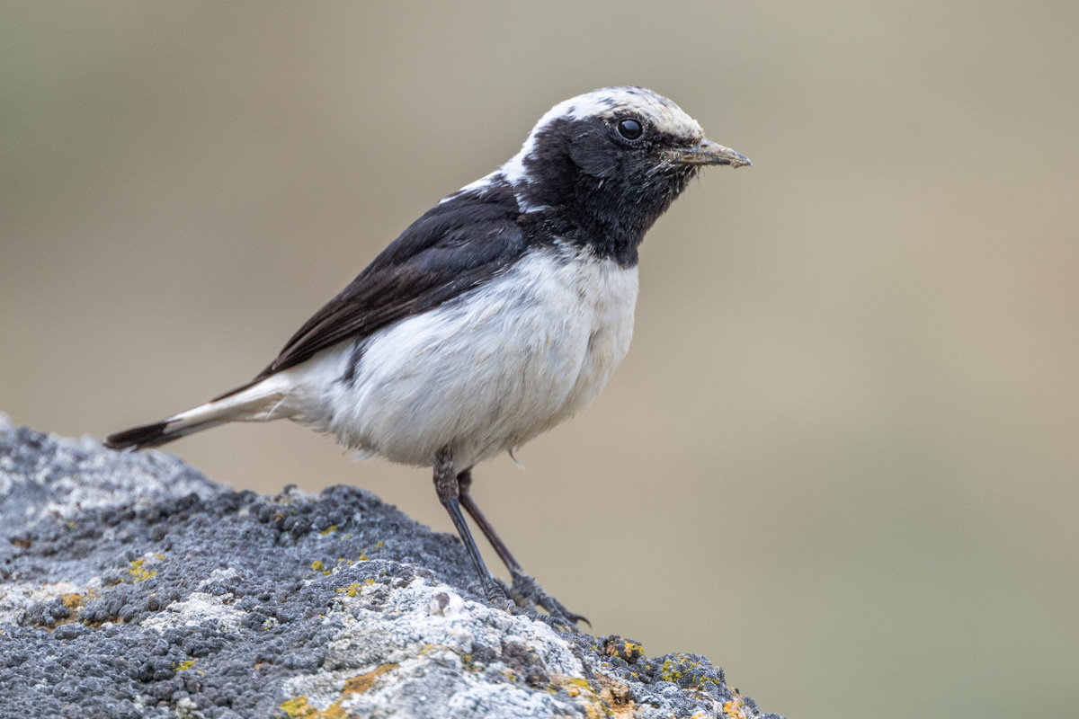 Finsch's Wheatear