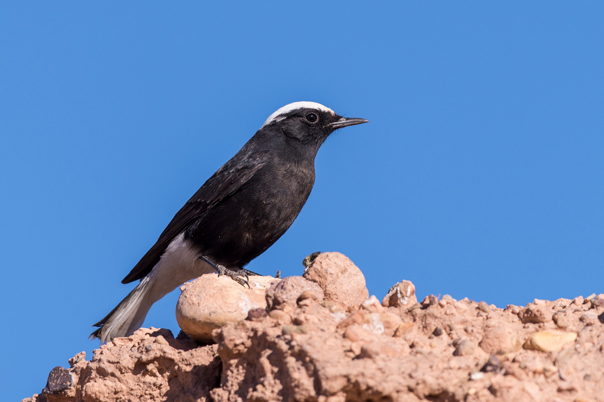 White-crowned Wheatear