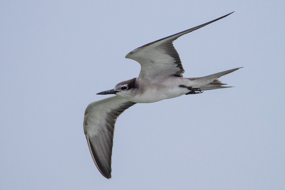 Bridled Tern