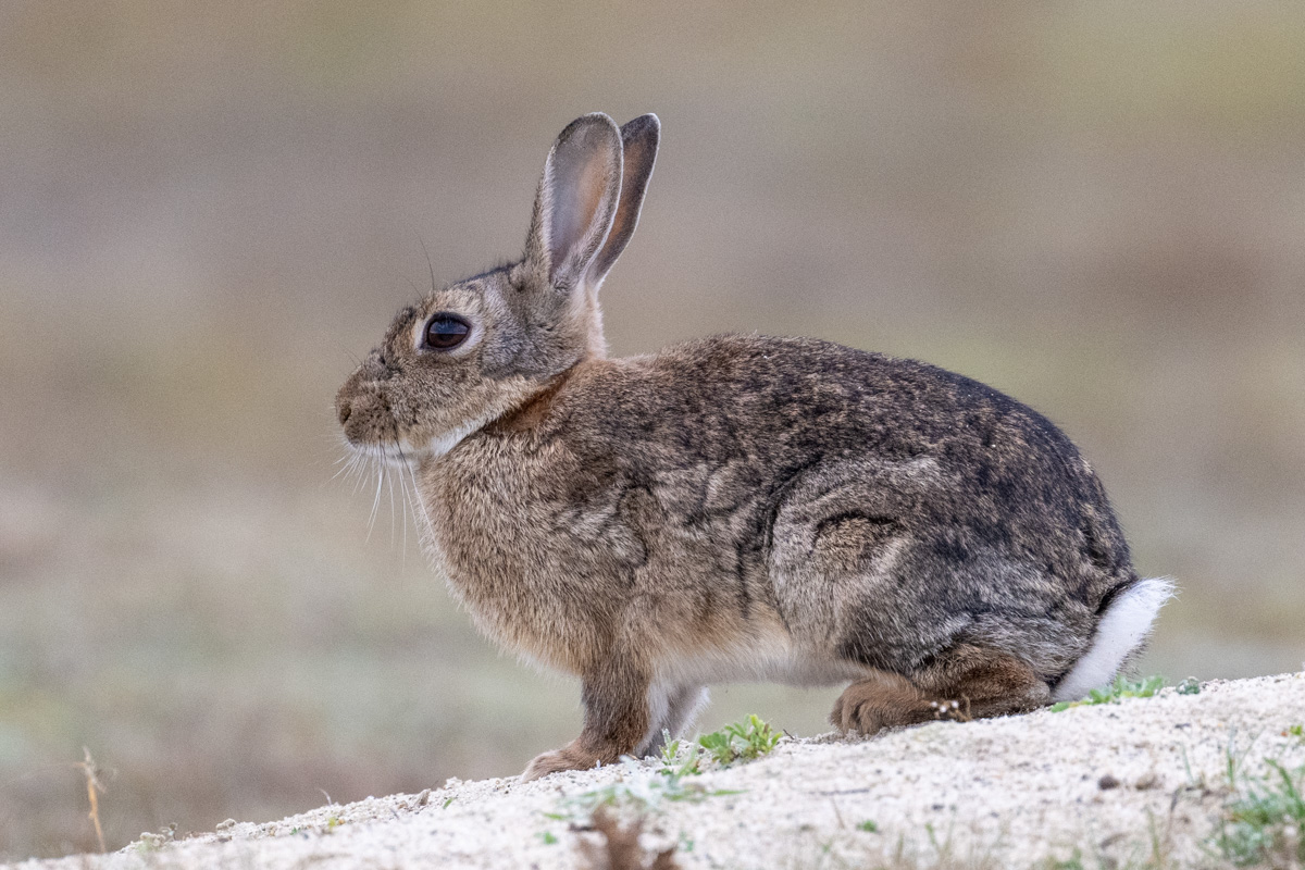 European rabbit