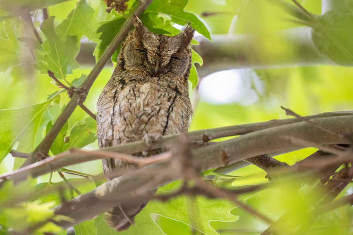 Eurasian Scops Owl