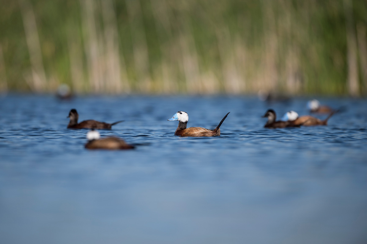 White-headed Duck