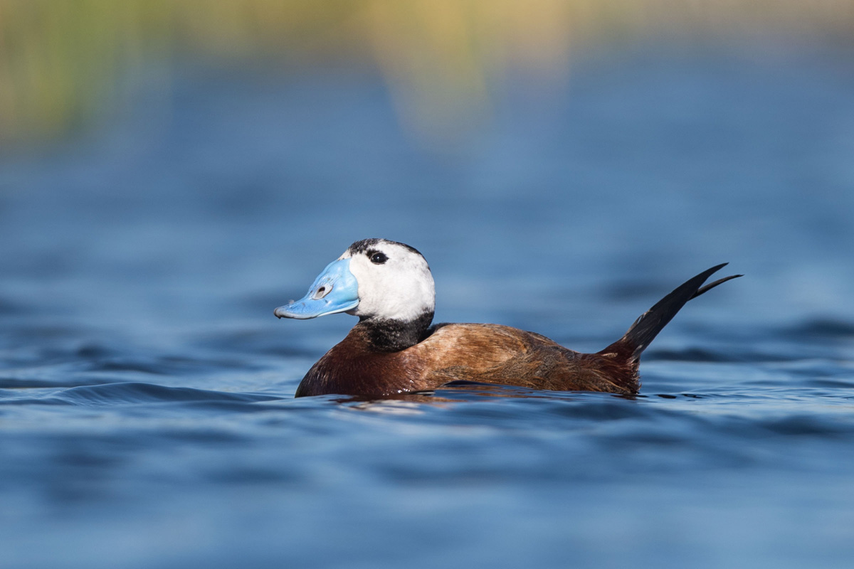 White-headed Duck