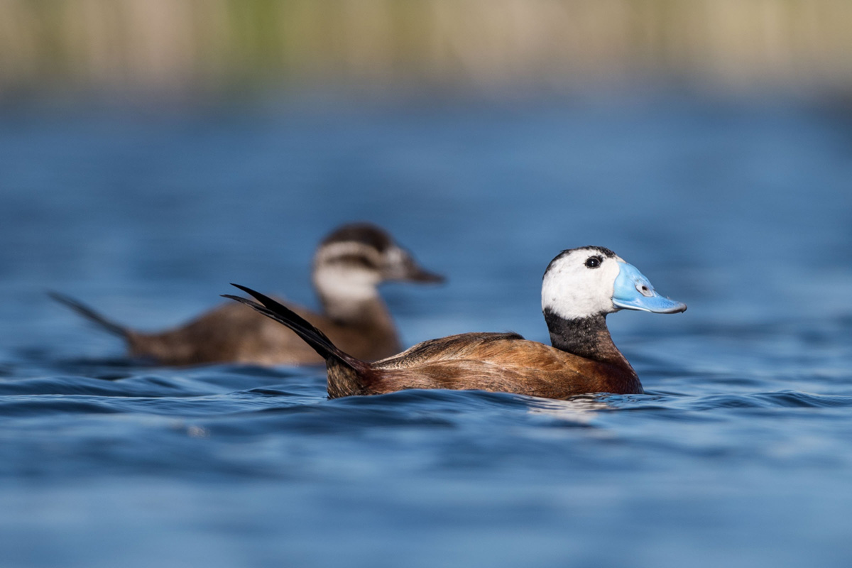 White-headed Duck