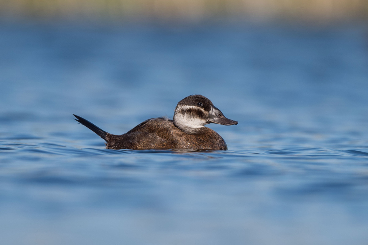 White-headed Duck