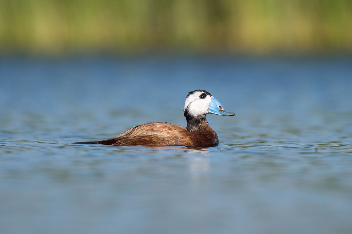 White-headed Duck