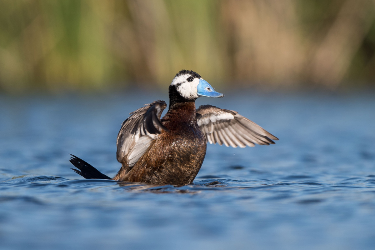 White-headed Duck