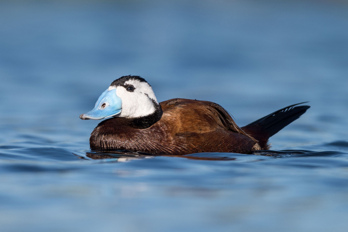 White-headed Duck