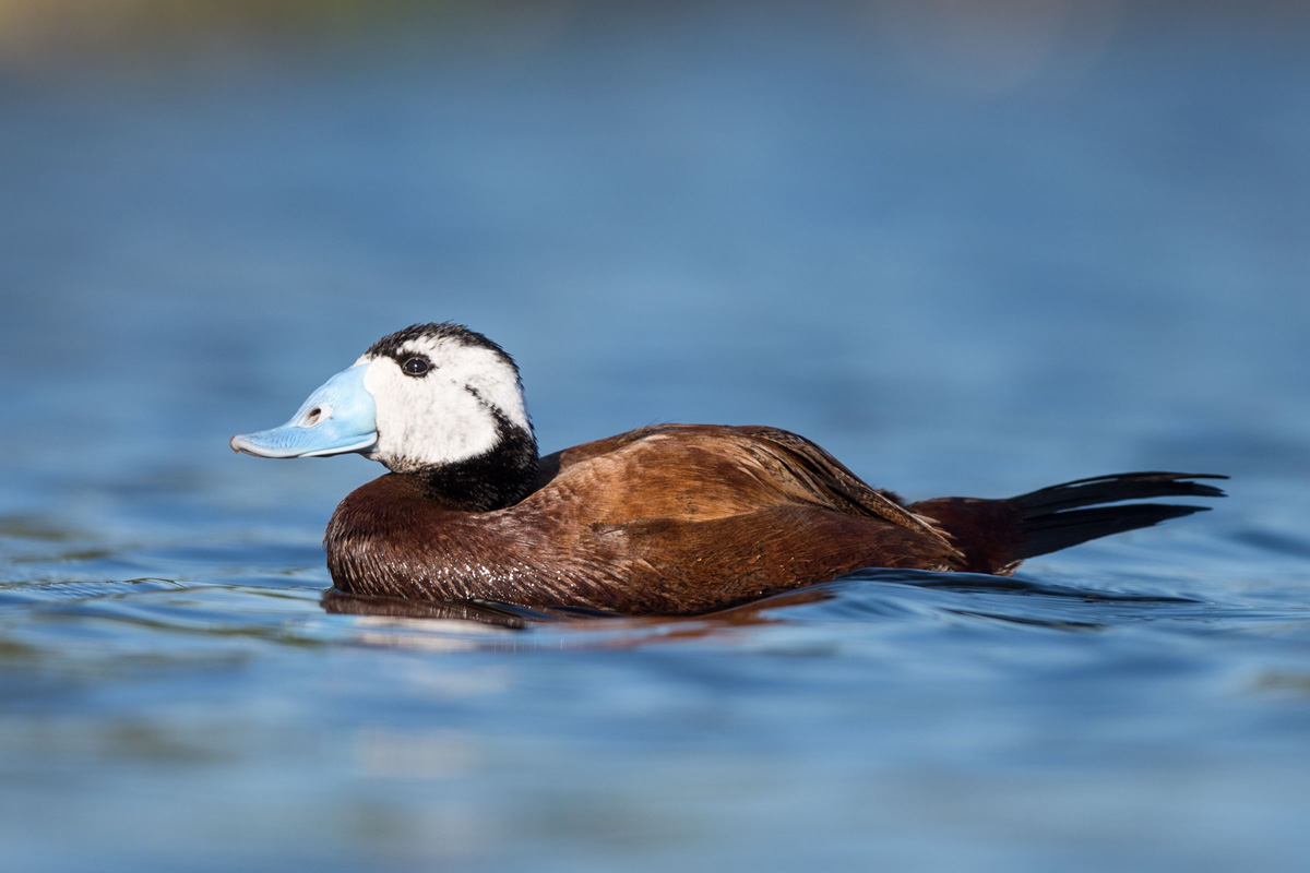 White-headed Duck