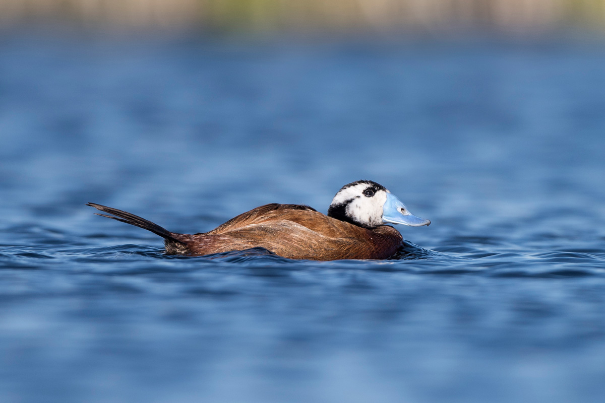 White-headed Duck