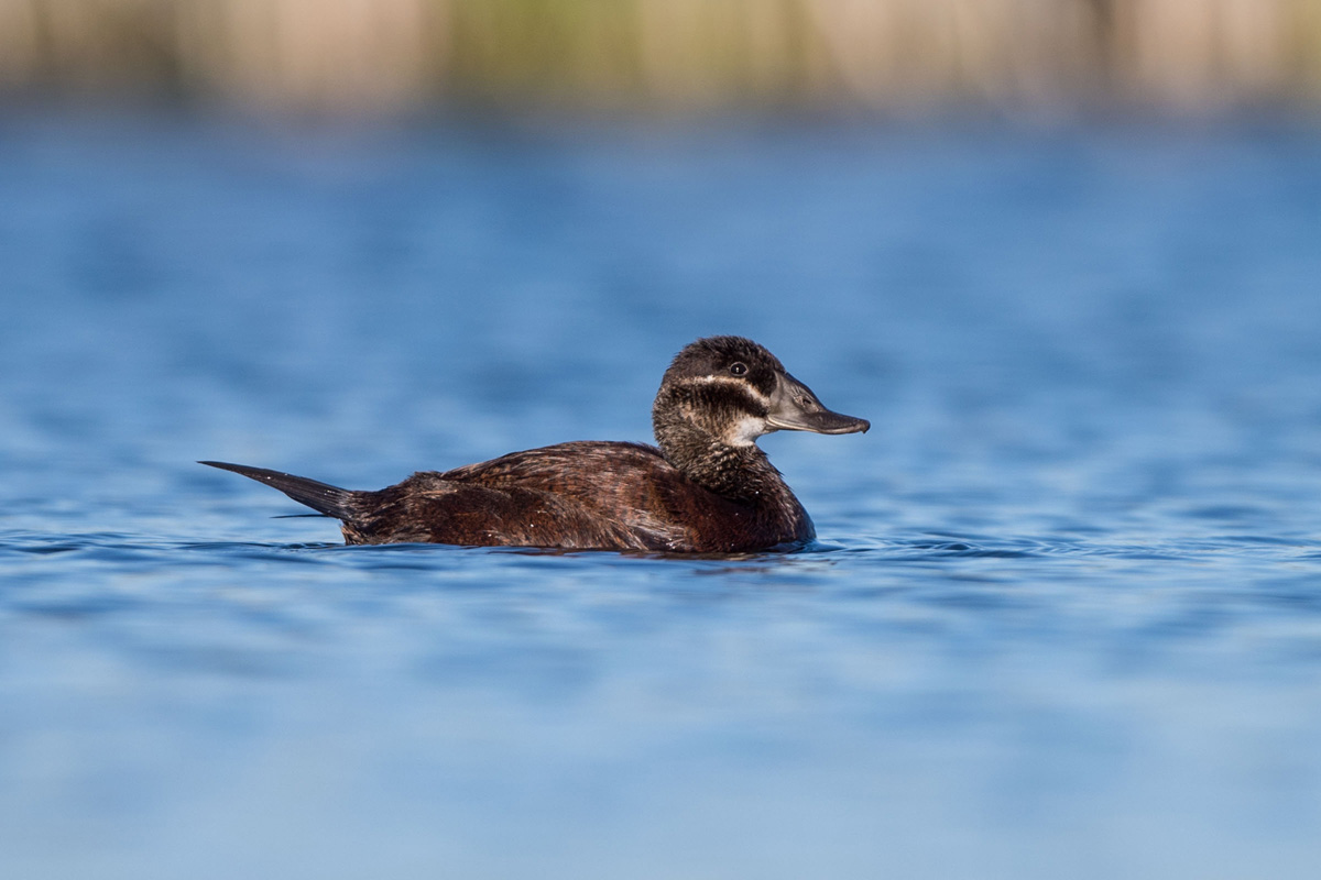 White-headed Duck