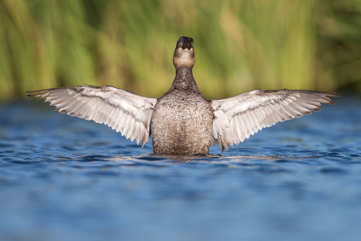 White-headed Duck