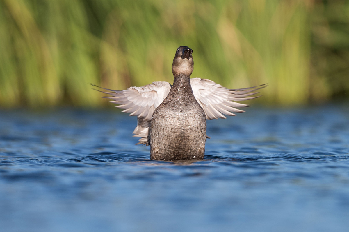 White-headed Duck