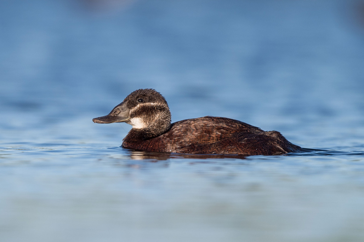 White-headed Duck