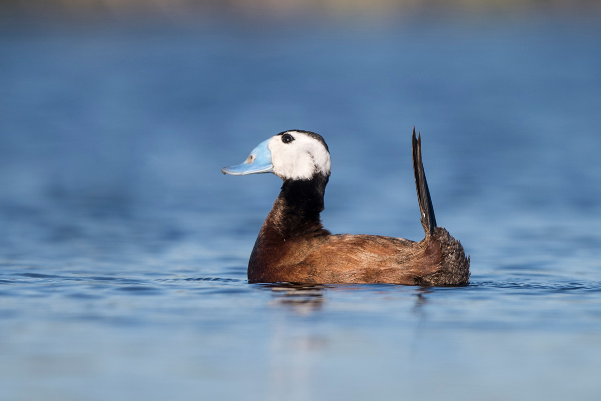 White-headed Duck