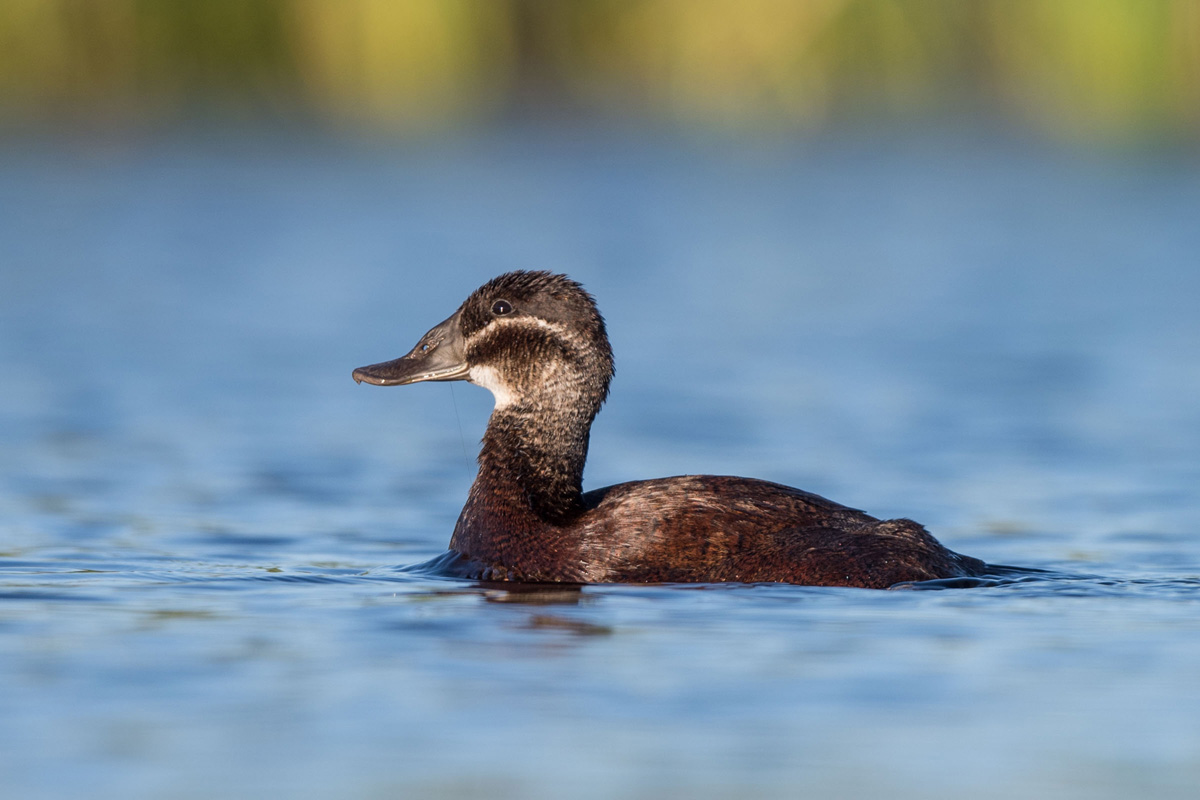 White-headed Duck