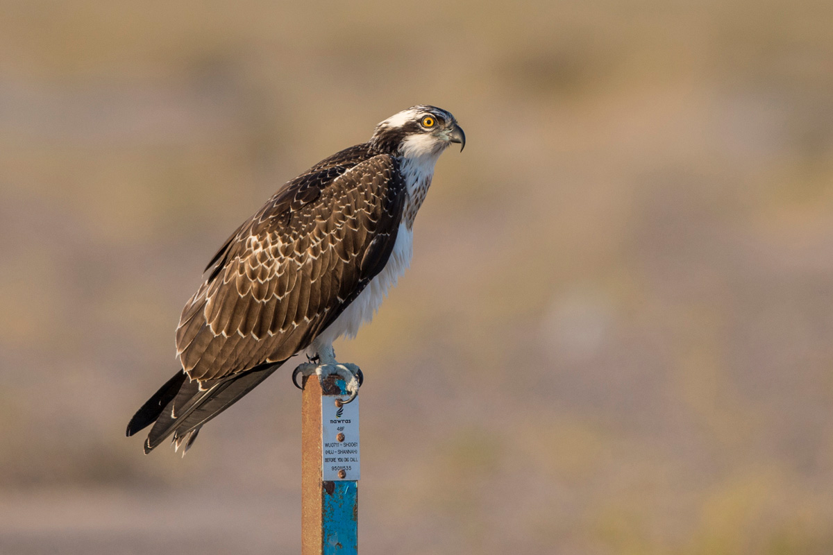 Western Osprey