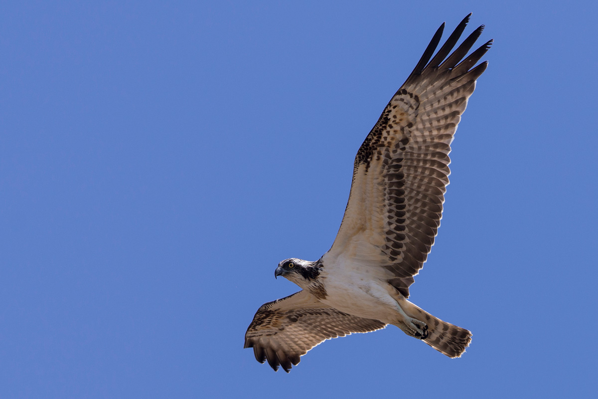 Western Osprey