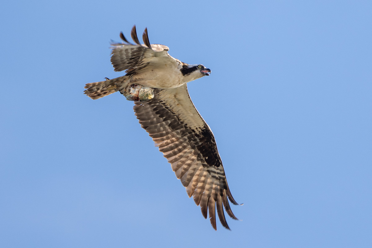 Osprey