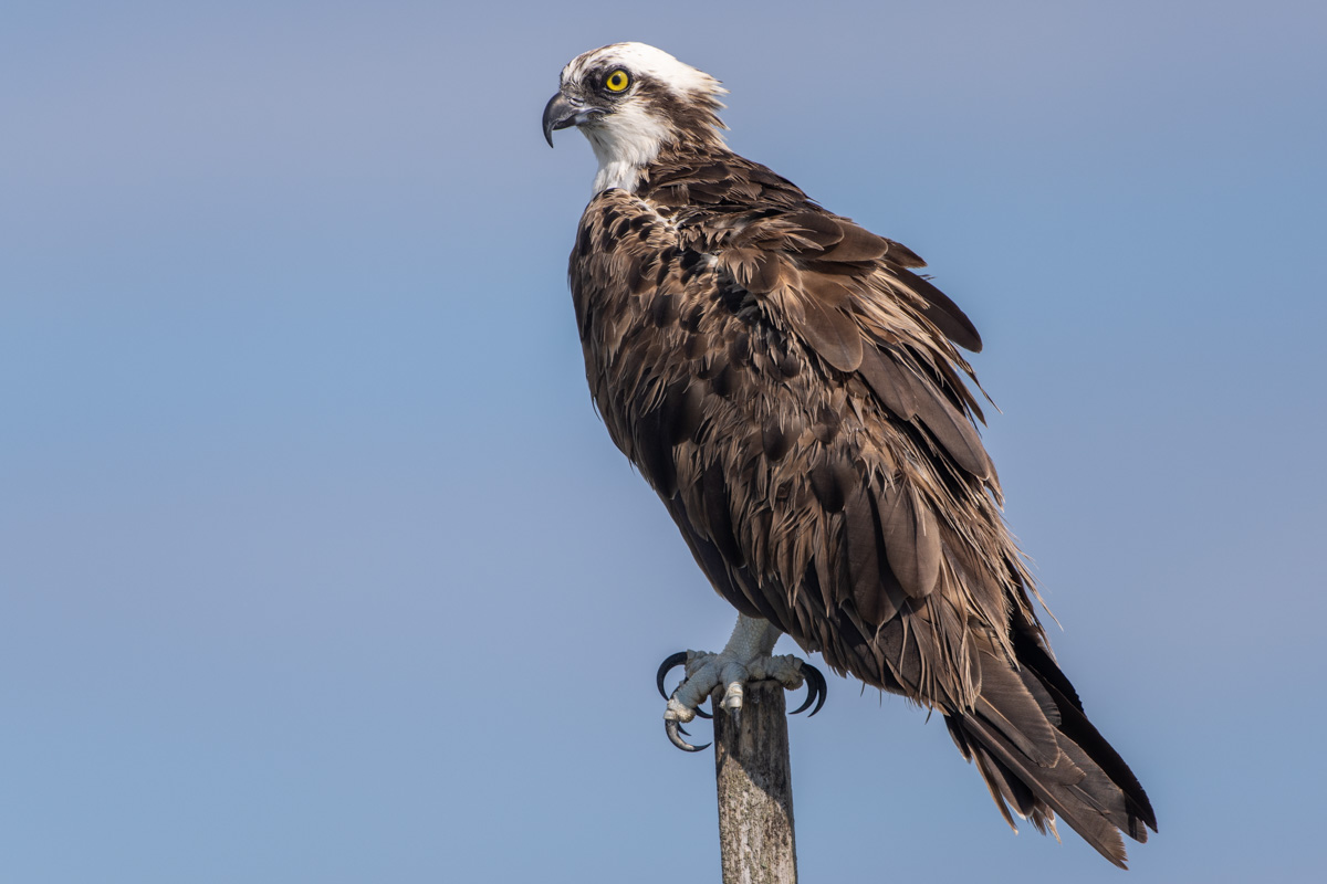 Osprey