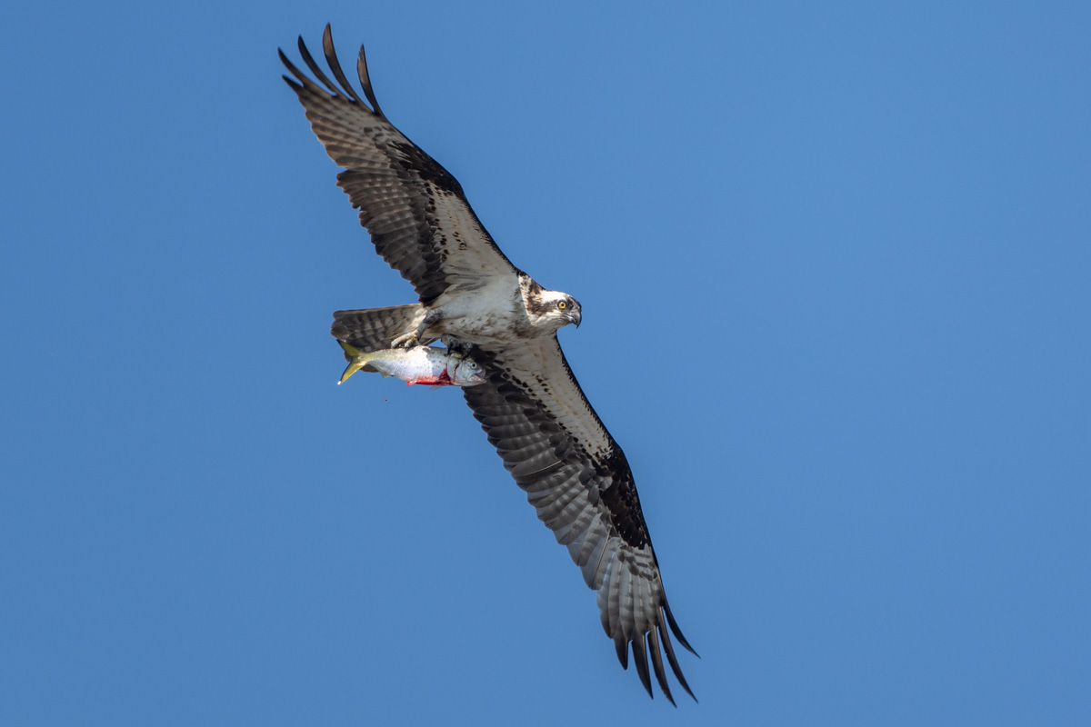 Osprey