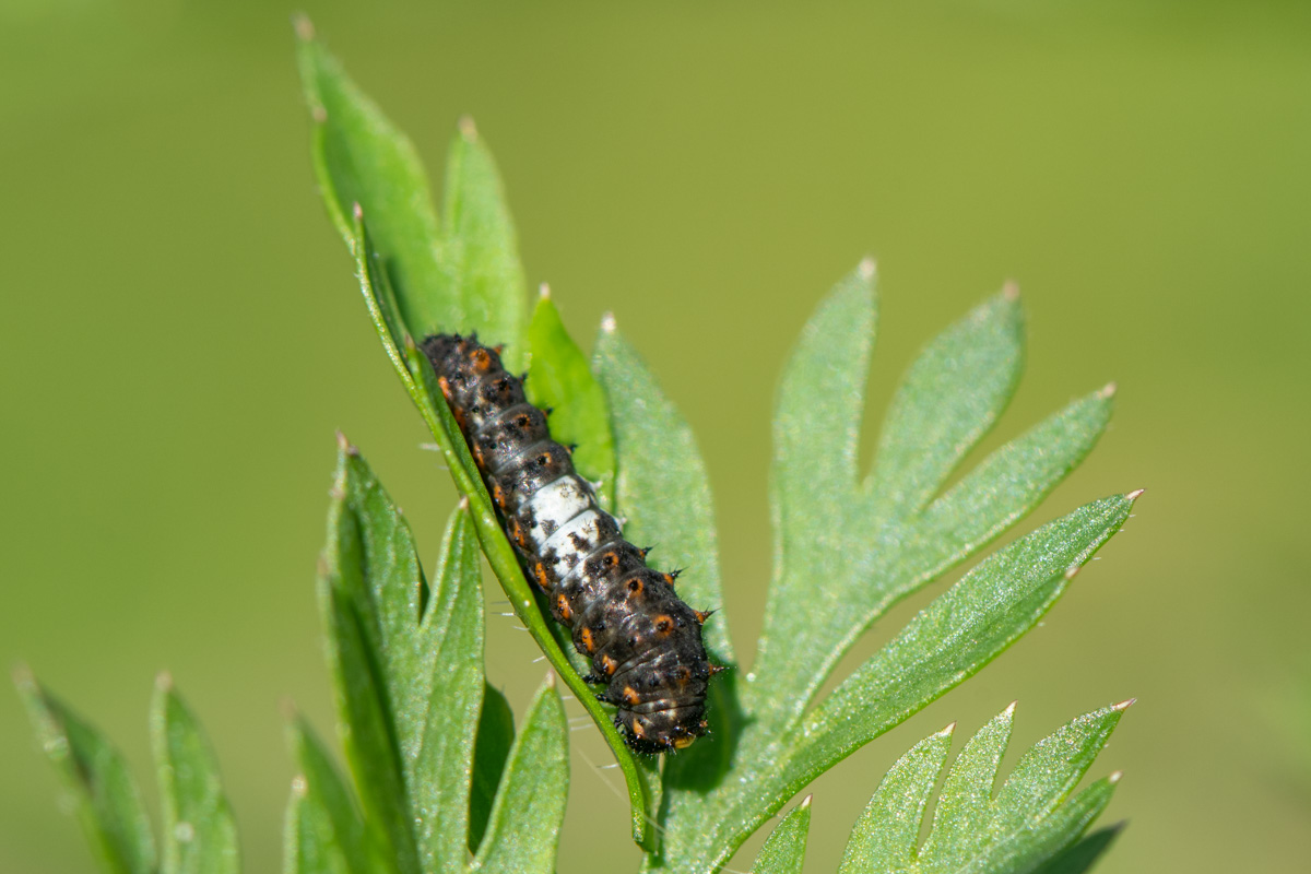 Old World Swallowtail