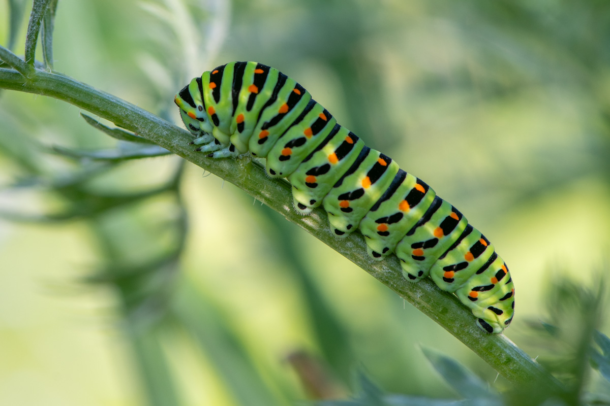 Old World Swallowtail