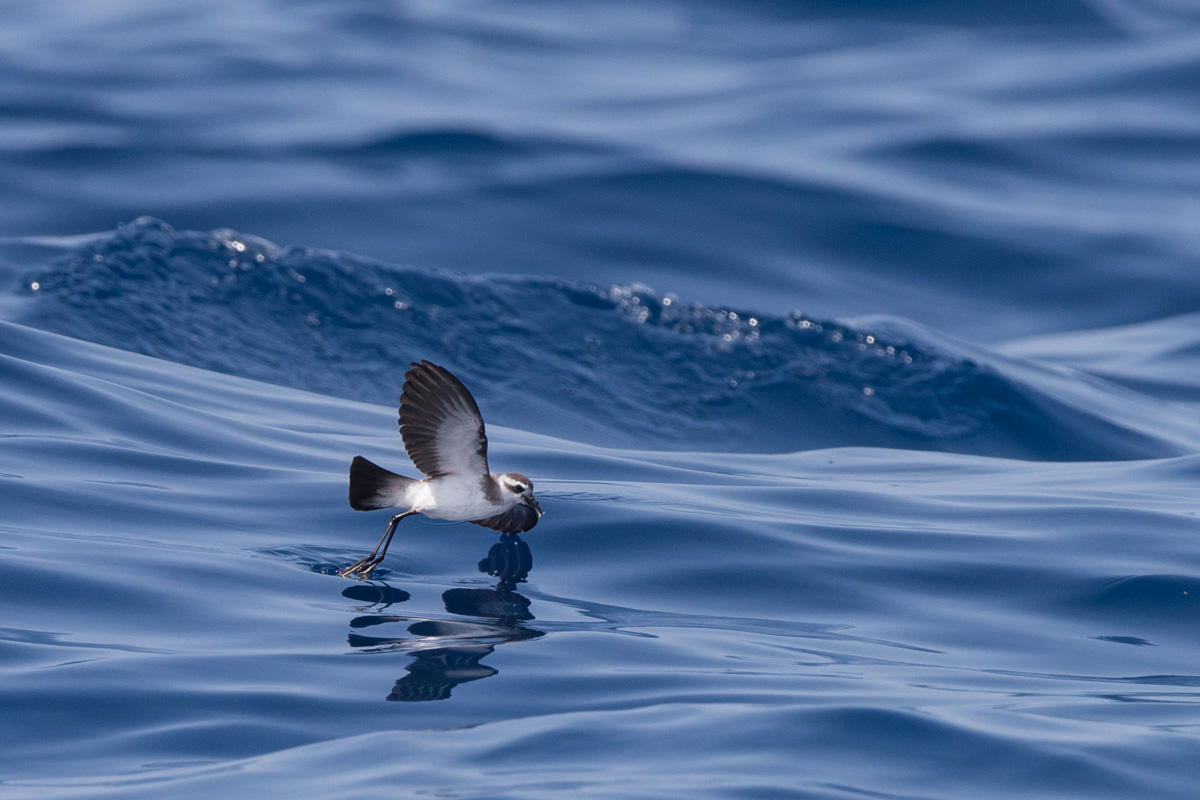 White-faced Storm Petrel