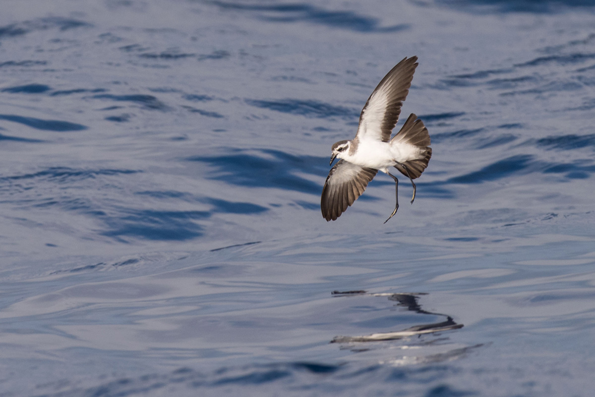 White-faced Storm Petrel