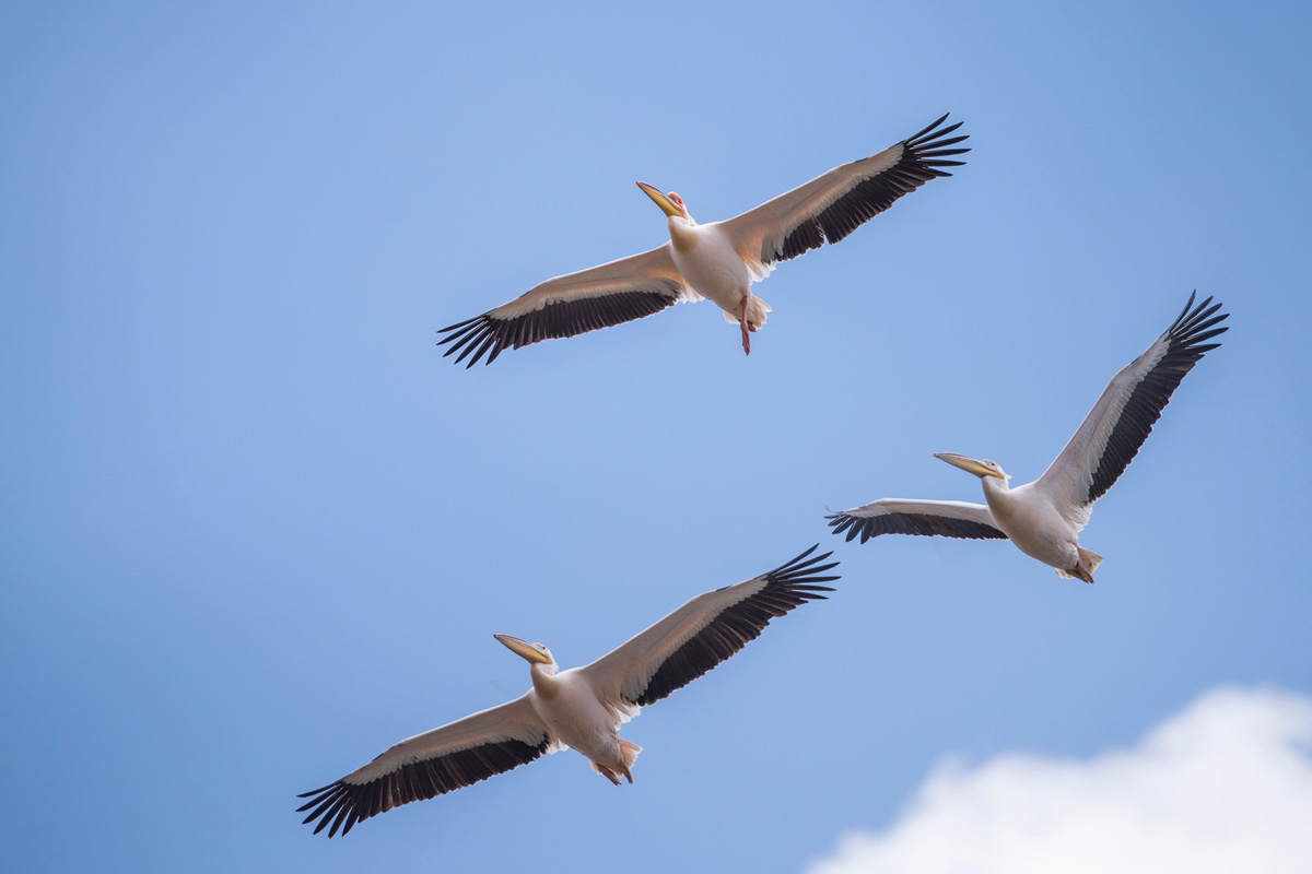 Great White Pelican