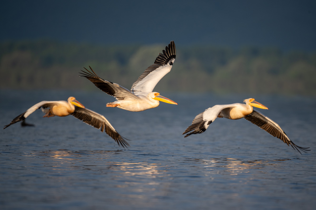 Great White Pelican