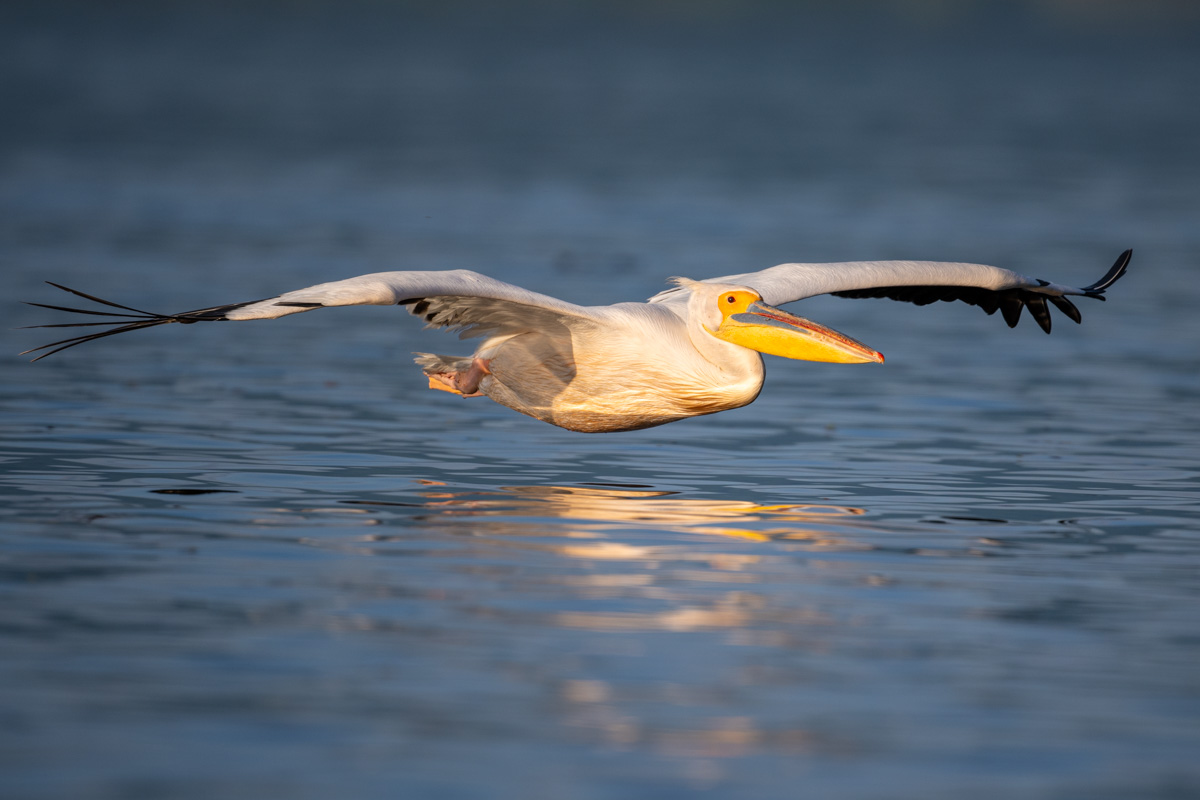 Great White Pelican