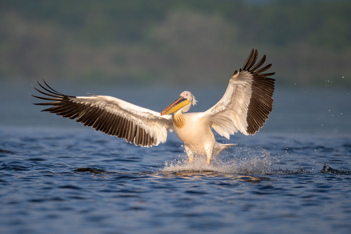 Great White Pelican